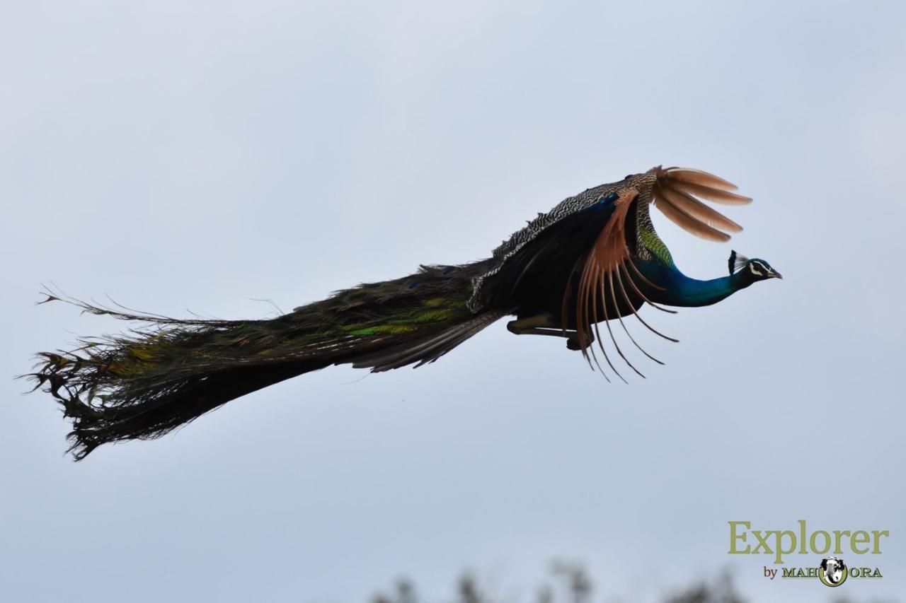 Explorer By Eco Team - Wasgamuwa National Park Eksteriør bilde